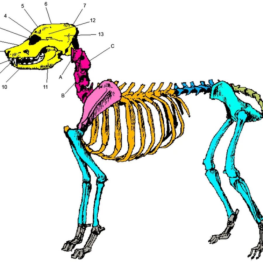 Скелет собаки Бигль. Скелет млекопитающих скелет собаки. Скелет собаки для детей. Отделы скелета собаки.
