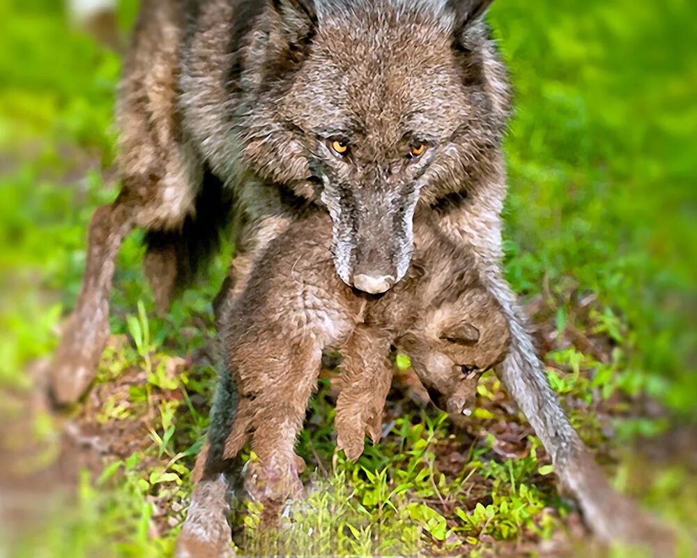 Волк в виде человека. Волчья шкура одежда. Волк в виде человека. Образ викинга. Как одет волк.