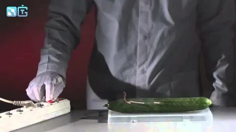 Эксперимент огурцы