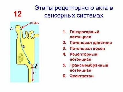 Генераторный потенциал это