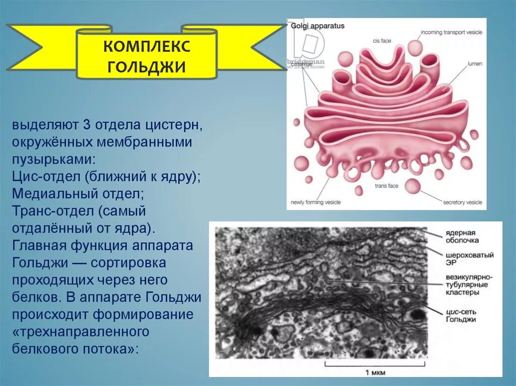 Аппарат Гольджи гистология функции. Аппарат Гольджи мембранный. Органелла аппарат Гольджи. Три отдела цистерн аппарата Гольджи. Выполняет секреторную функцию аппарат гольджи