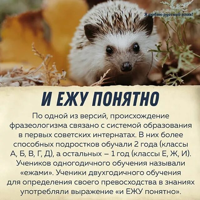 Ежу понятно значение. И ежу понятно!. ежу понятно фразеологизм. ежу понятно происхождение. ежу понятно картинки.