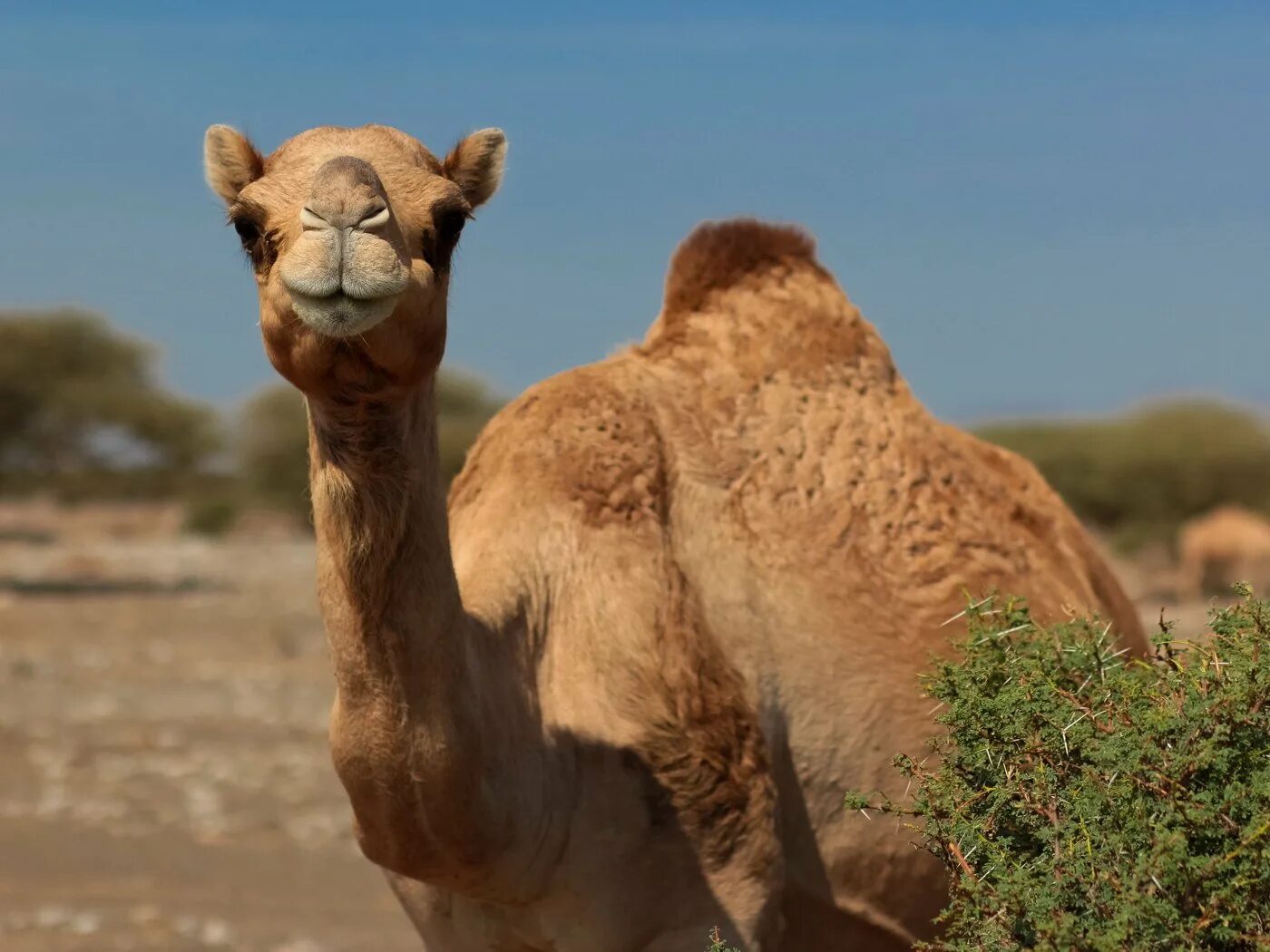 Верблюд картинка животного. Верблюд в африке. белый верблюд бактриан. camel верблюд. красивый верблюд.