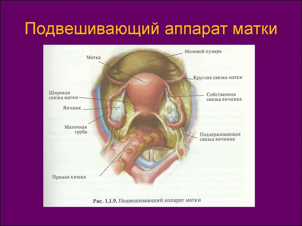 Маточных связки матки. Фиксирующий аппарат матки связки. Круглая связка матки анатомия. Связочный аппарат малого таза. Строение связочного аппарата матки.