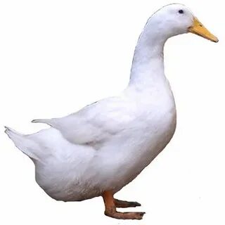 Утка ст5