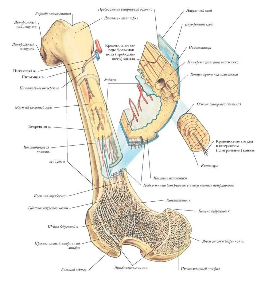 Какое строение имеют кости. Внутреннее строение бедренной кости(анатомия). Строение кости человека анатомический атлас. Строение бедренной кости анатомия внутри. Строение трубчатой кости биология.