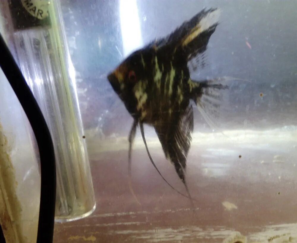 Съели скалярию