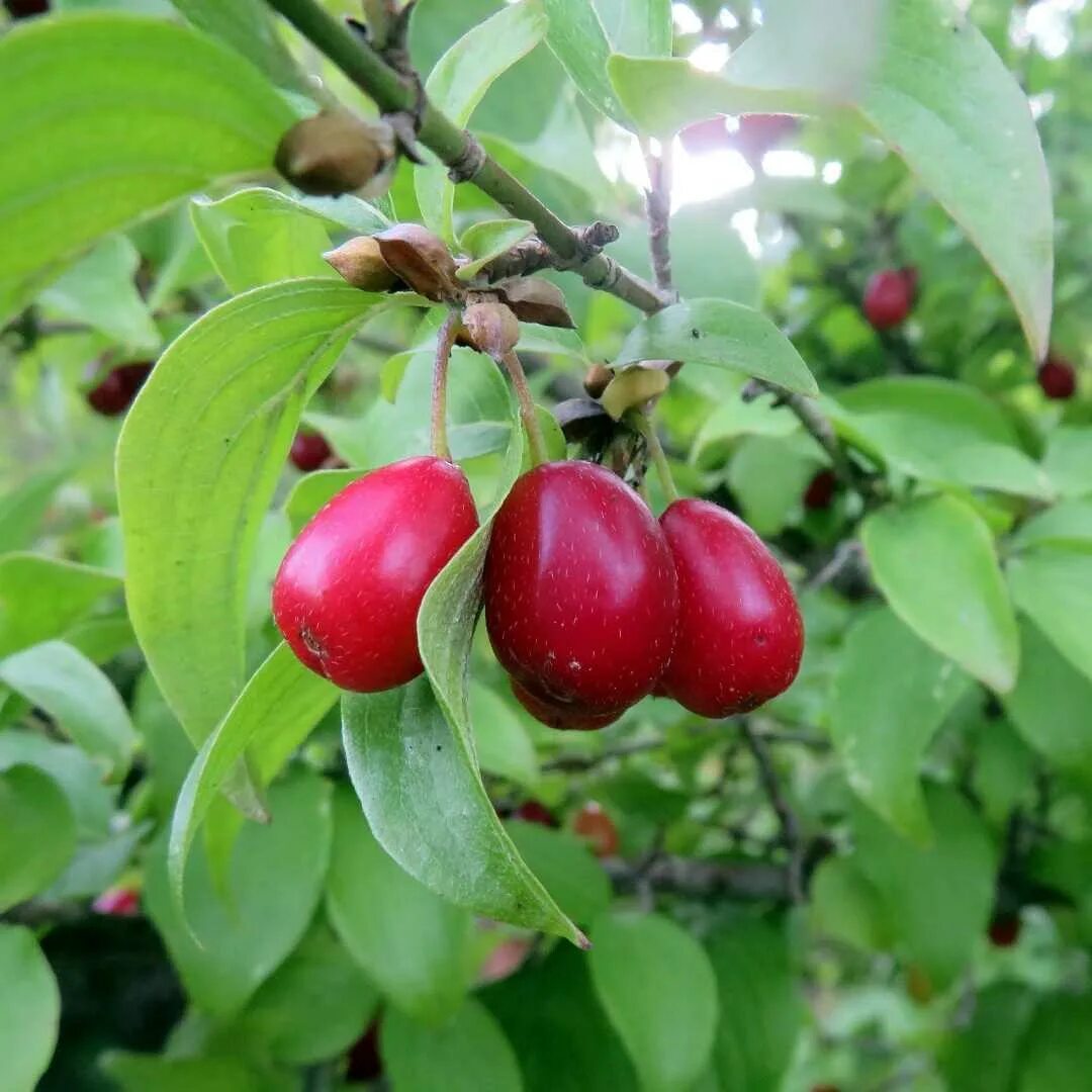 Кизил сорт Лукьяновский. Кизил Cornus mas. Кизил обыкновенный ягода. Cornus mas l. кизил обыкновенный. Кизил дикий дерево