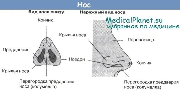 Область спинки носа. Выпуклая форма спинки носа. Переносица носа. Наружный нос строение. Колумелла носа строение.