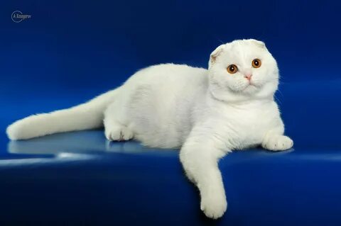 Белый вислоухий кот