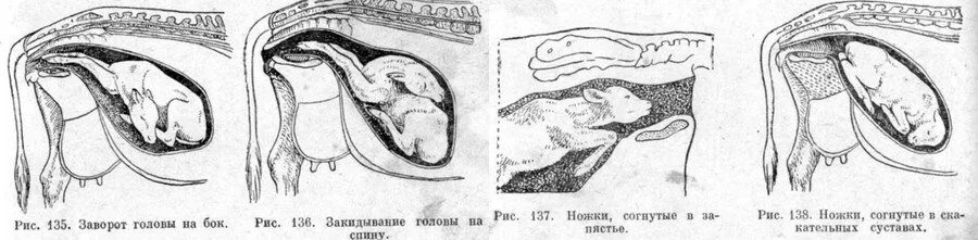 Расположение теленка у коровы перед отелом. Сроки стельности коров по месяцам. У коровы 7 месяцев стельности.