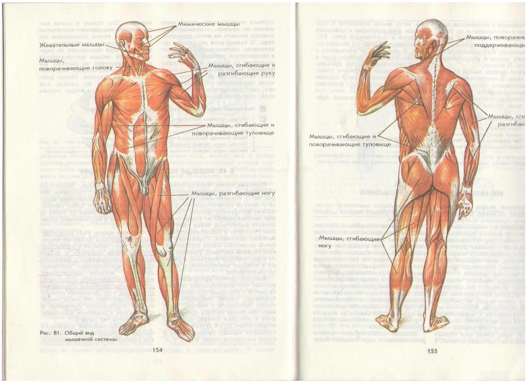 Мышцы человека 8 класс биология. Мышечный скелет человека с названиями мышц. Мышцы тела человека 8 класс биология Пасечник. Мышцы туловища и конечностей 8 класс биология.