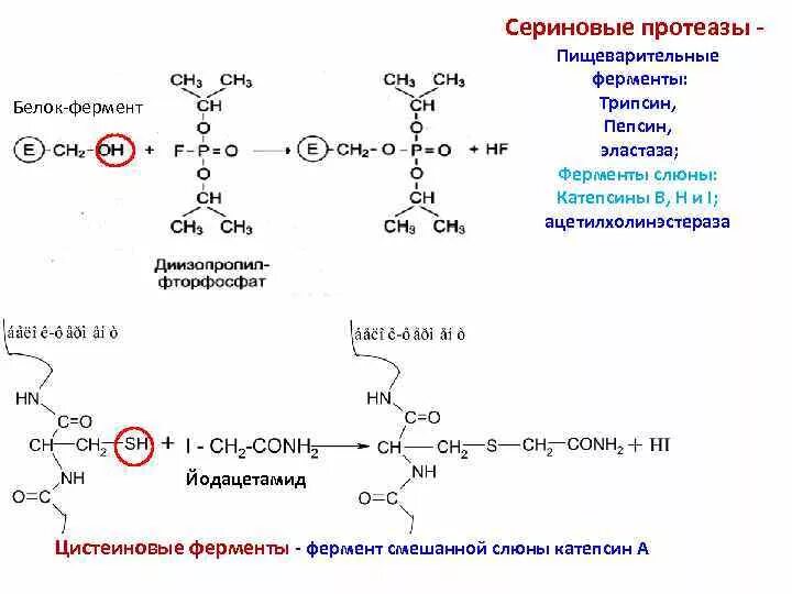 Пепсин формула. Формула трипсина биохимия. механизм действия трипсина биохимия. активный центр ацетилхолинэстеразы.