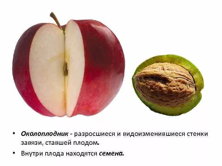 Зародыш цветка. Семена внутри плода. Семена внутри плода. Семена внутри плода. Коробочка вид плода.