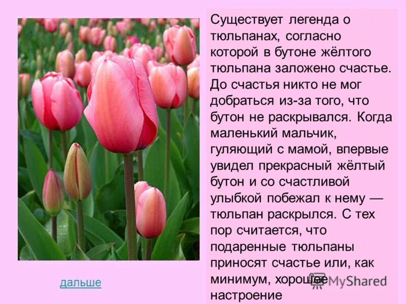 Я украл для тебя тюльпан текст. Описание тюльпана. Описание цветка тюльпана. Тюльпан описание растения. Тюльпан краткое описание.