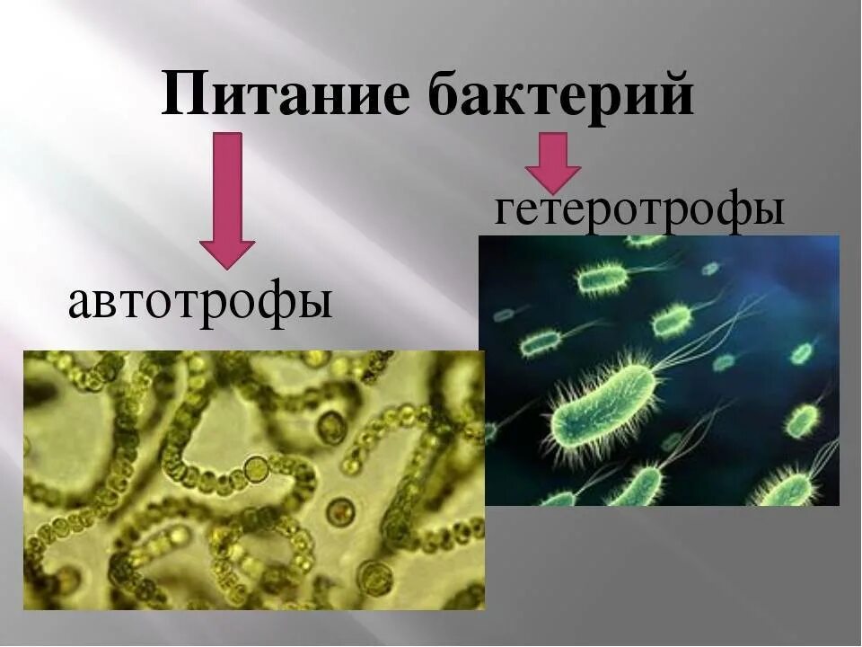 Автотрофные прокариоты. Питание бактерий автотрофы. Питание бактерий автотрофы и гетеротрофы. Автотрофы и гетеротрофы микроорганизмы. Бактерии автотрофы и гетеротрофы.