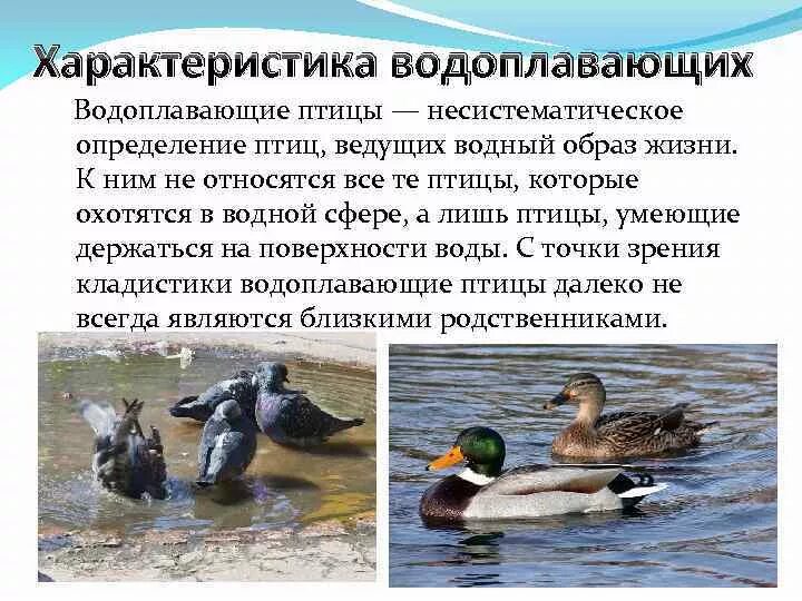 Особенности водоплавающих птиц. Водоплавающие птицы строение. Водоплавающие птицы характеристика. Образ жизни водоплавающих птиц.