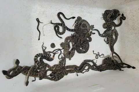 Змеелов корень