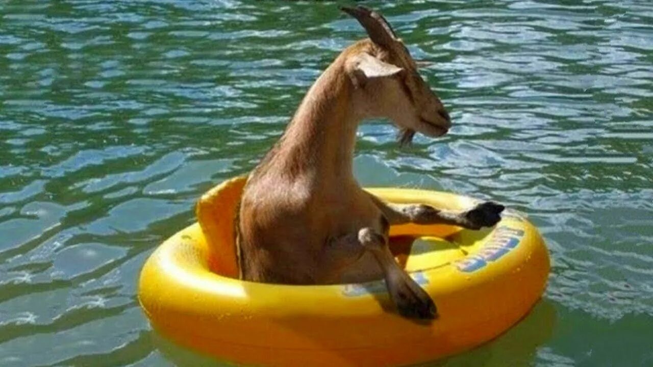 Животные и развлечения. Смешные моменты с животными. Опоздала на Ковчег. Swimming Goat.