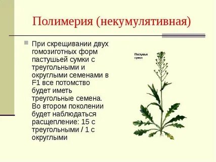 Расщепление при некумулятивной полимерии
