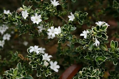 Stars plant