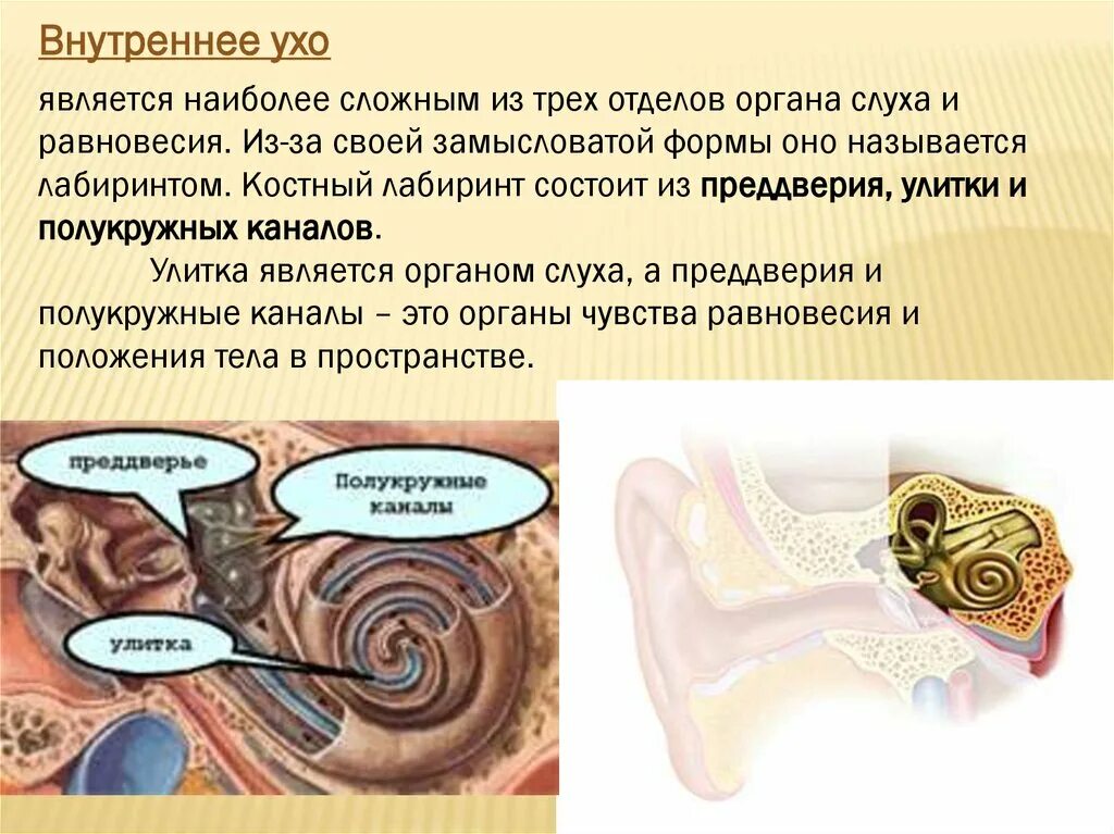 Три отдела внутреннего уха. Улитка орган слуха и равновесия. Внутреннее ухо орган равновесия. Улитка внутреннего уха. Орган слуха и равновесия презентация