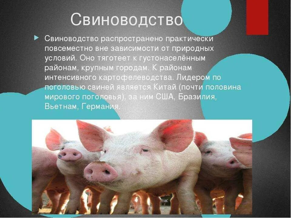Какие районы специализируются на свиноводстве. Сельское хозяйство китая свиноводство. Какие районы специализируются на свиноводстве. Какие районы специализируются на свиноводстве. Свиноводство районы размещения.