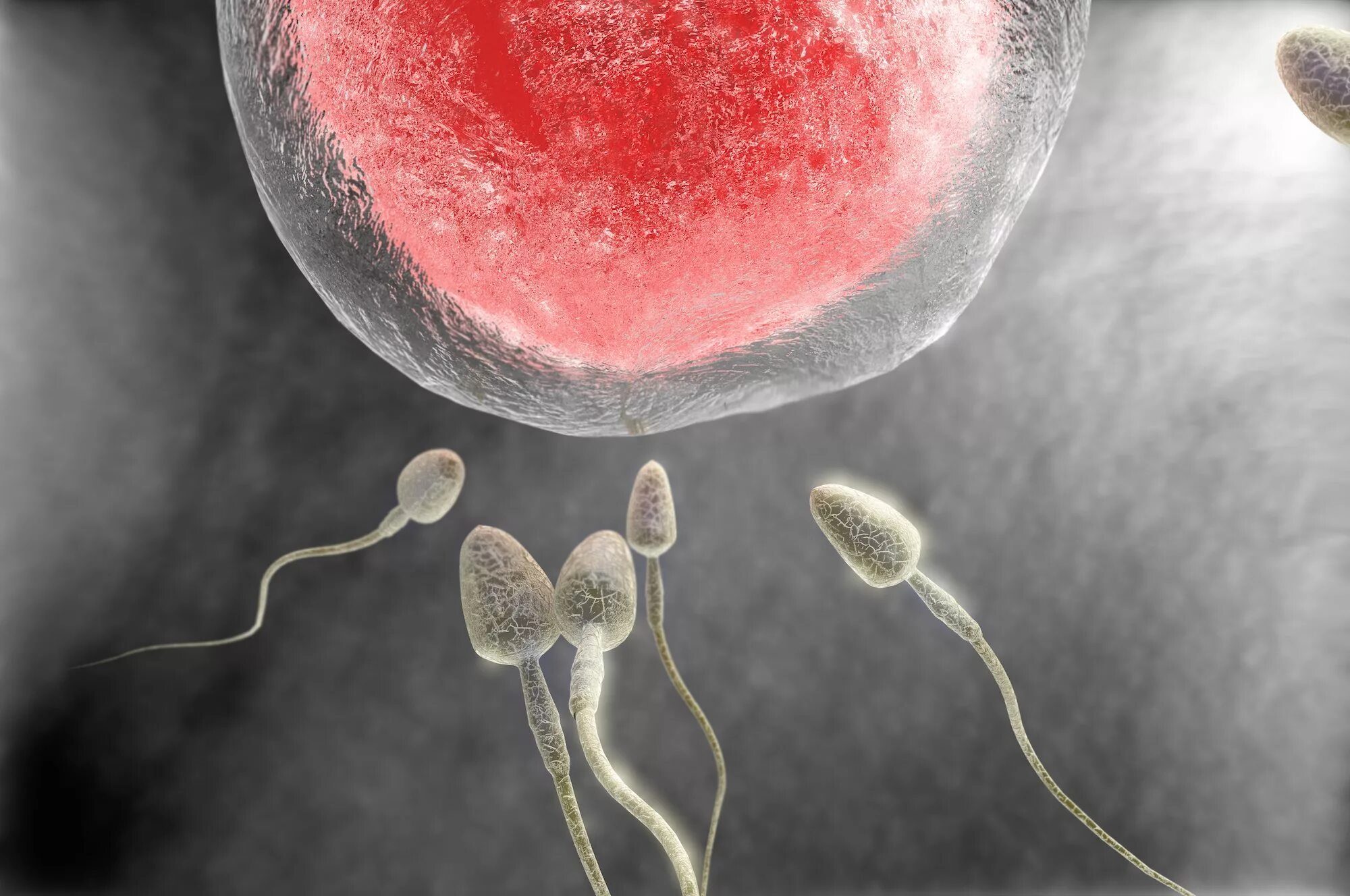 Женские спермии. Сперматозоид под микроскопом. Сперматозоид в микроскопе. Спермии под микроскопом. Мужское семя под микроскопом.