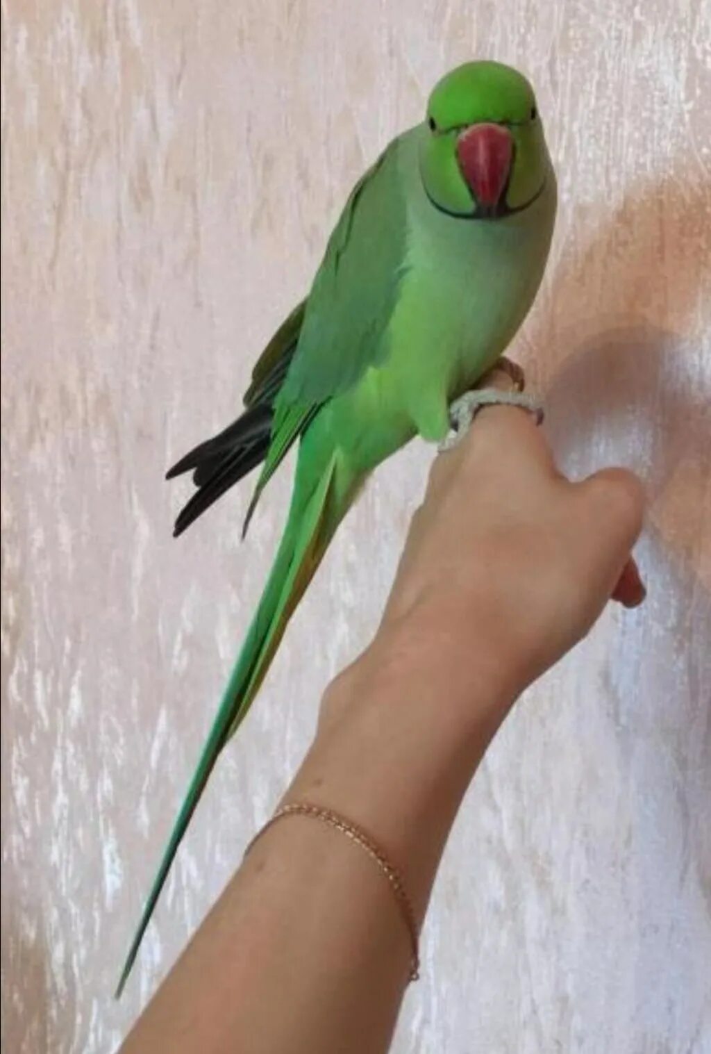 Ожереловый попугай. Ожереловый неразлучник. Зелёный ожереловый попугай ручной. Говорящий ожереловый попугай. Говорящий ожереловый