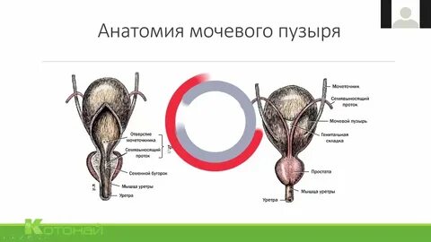 У каких животных отсутствует мочевой пузырь