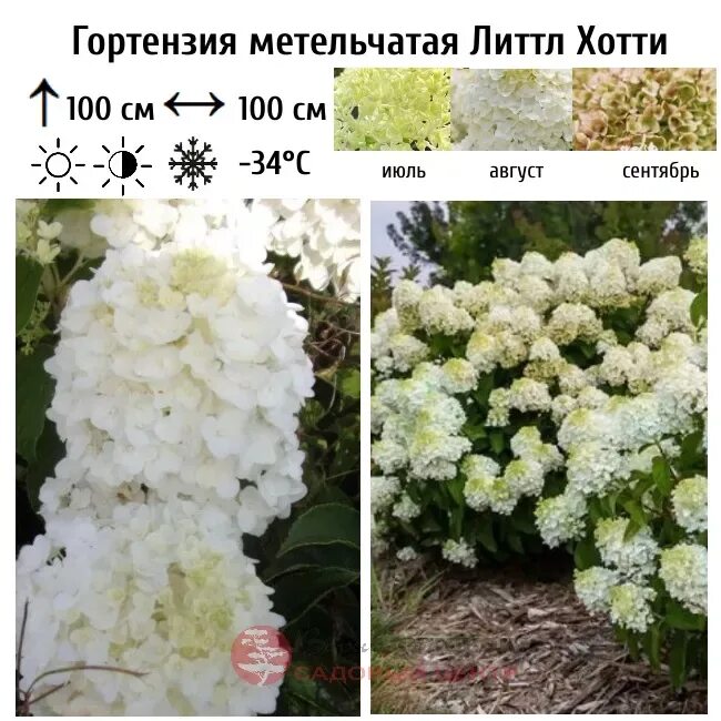 Гортензия гортензия Мэджик - купить по выгодным ценам в интернет-магазине OZON (