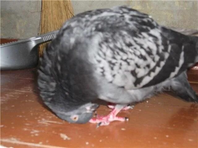 Заболевание у голубей вертячка. Голубиная болезнь вертячка. Вертячка опасна для человека. Голубиная болезнь вертячка. Ньюкасла вертячка голубей.