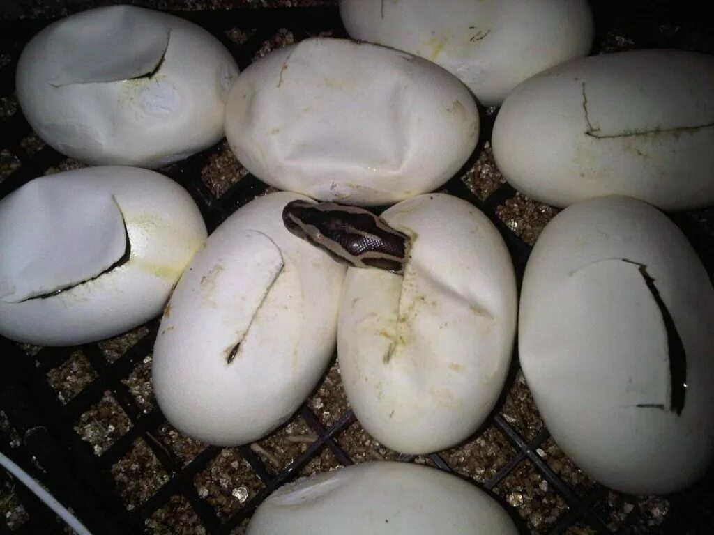 Яйца ужа фото. Яйцеживорождение гадюка. Яйца змеи гадюки. Яйца ужа.