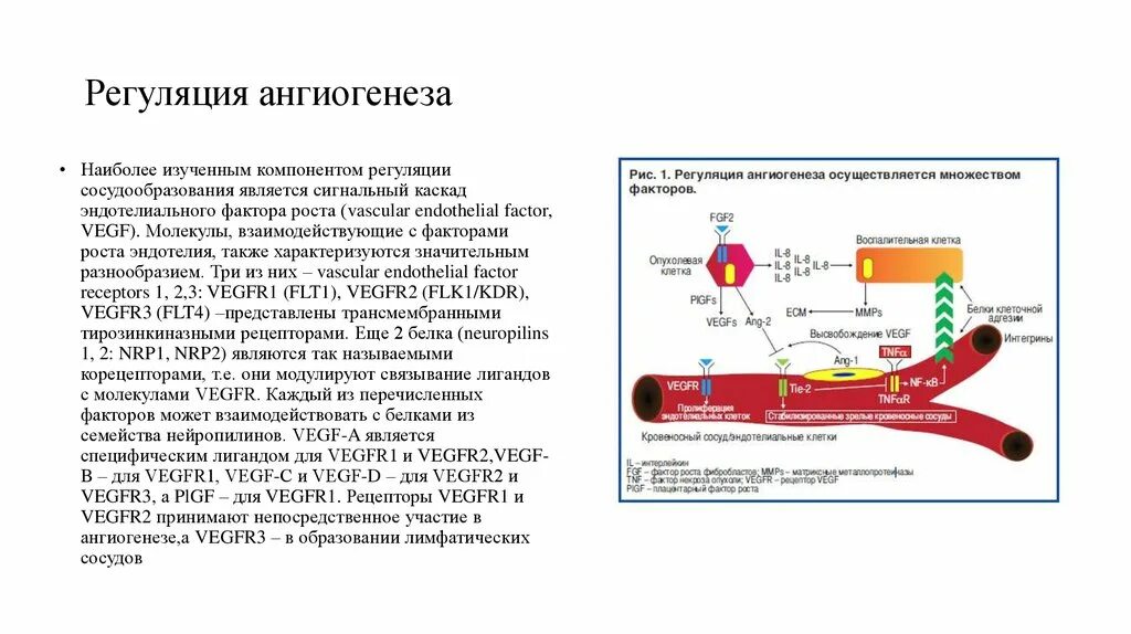 Сигнальный фактор это. VEGF фактор роста эндотелия сосудов. Ангиогенез факторы роста. Ангиогенез молекулярные и клеточные механизмы. Васкулоэндотелиальный фактор роста (VEGF).