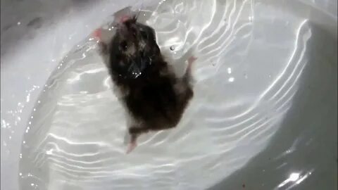 Хомяки плавают в воде