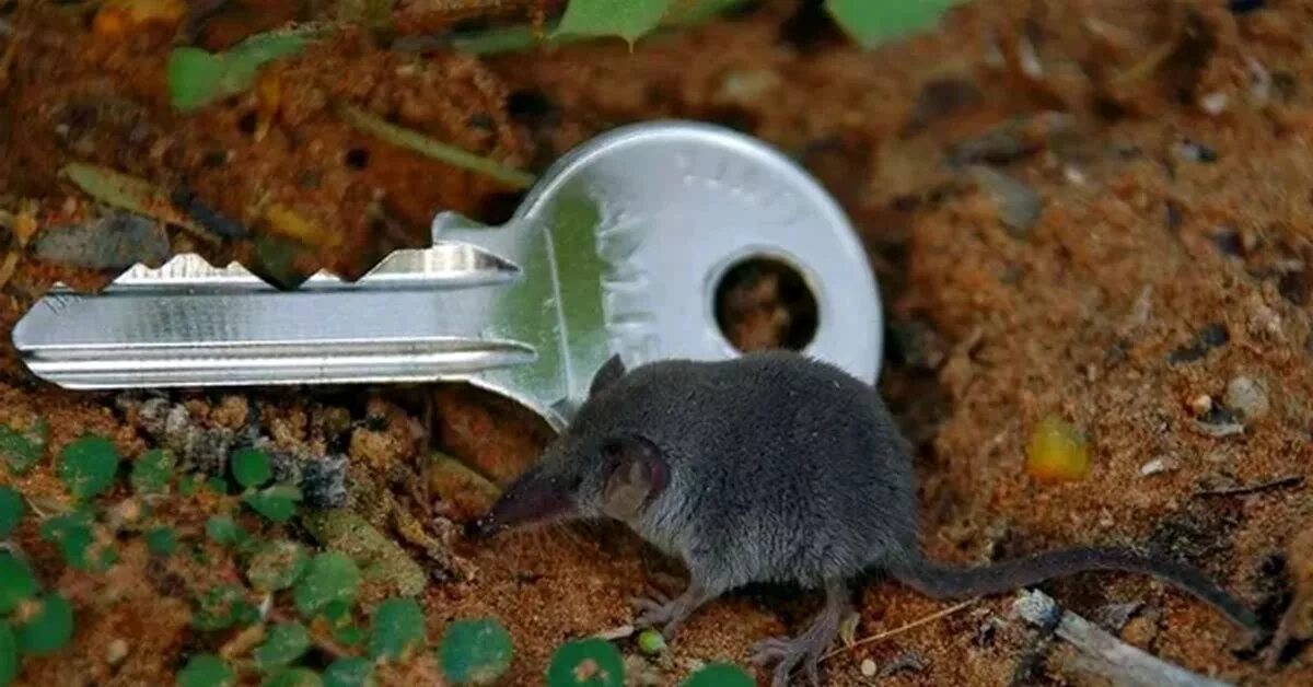 Наименьшее млекопитающее на земле. Наименьшее млекопитающее на земле. Землеройка многозубка. Арктическая бурозубка. Карликовая белозубка.