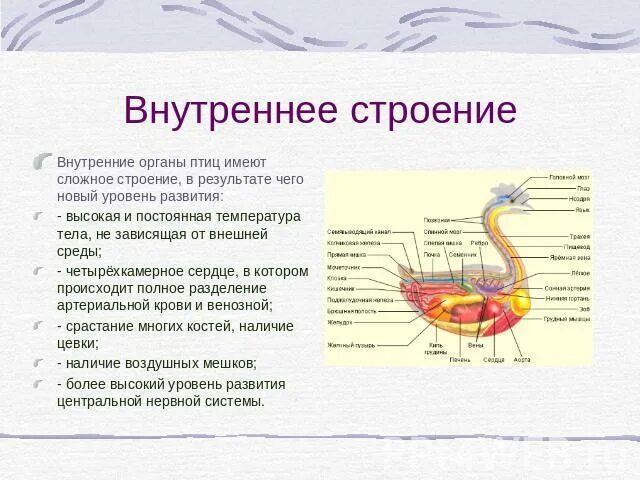 Внешнее строение птиц органы расположенные на голове