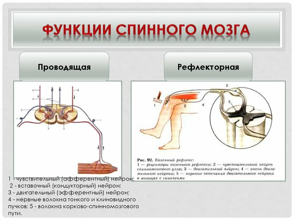 Двигательный центр спинного мозга. Спинной мозг строение и функции нервная система. Строение спинного мозга рефлекс. Строение рефлекторной дуги спинного мозга. Спинной мозг строение и функции схема.