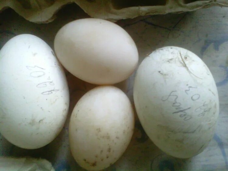 Гусиные яйца для инкубации купить. Яйцо гусиное инкубационное. Утиные и гусиные яйца. Яйцо утиное инкубационное. Инкубационное яйцо гуси и утки.