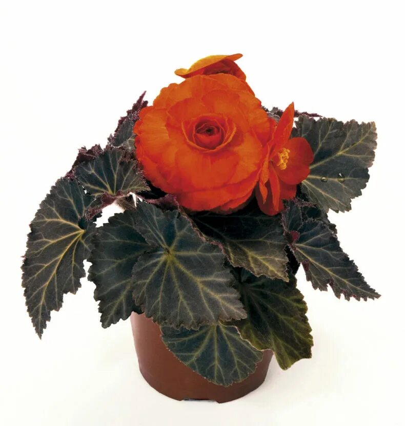 Цветущая бегония сорта. Бегония клубневая begonia tuberhybrida. бегония клубневая оранжевая. бегония клубневая нон-стоп оранжевая. бегония клубневая f1 нон-стоп.