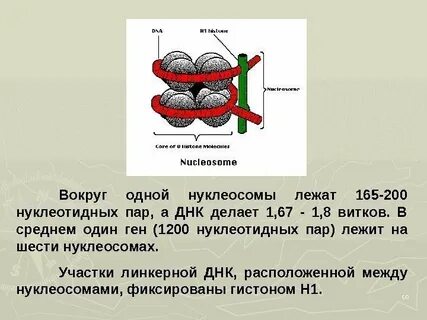 Масса клетки человека
