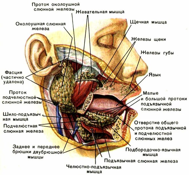 Строение ротовой полости