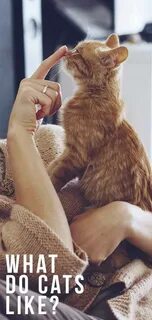 Cats be like