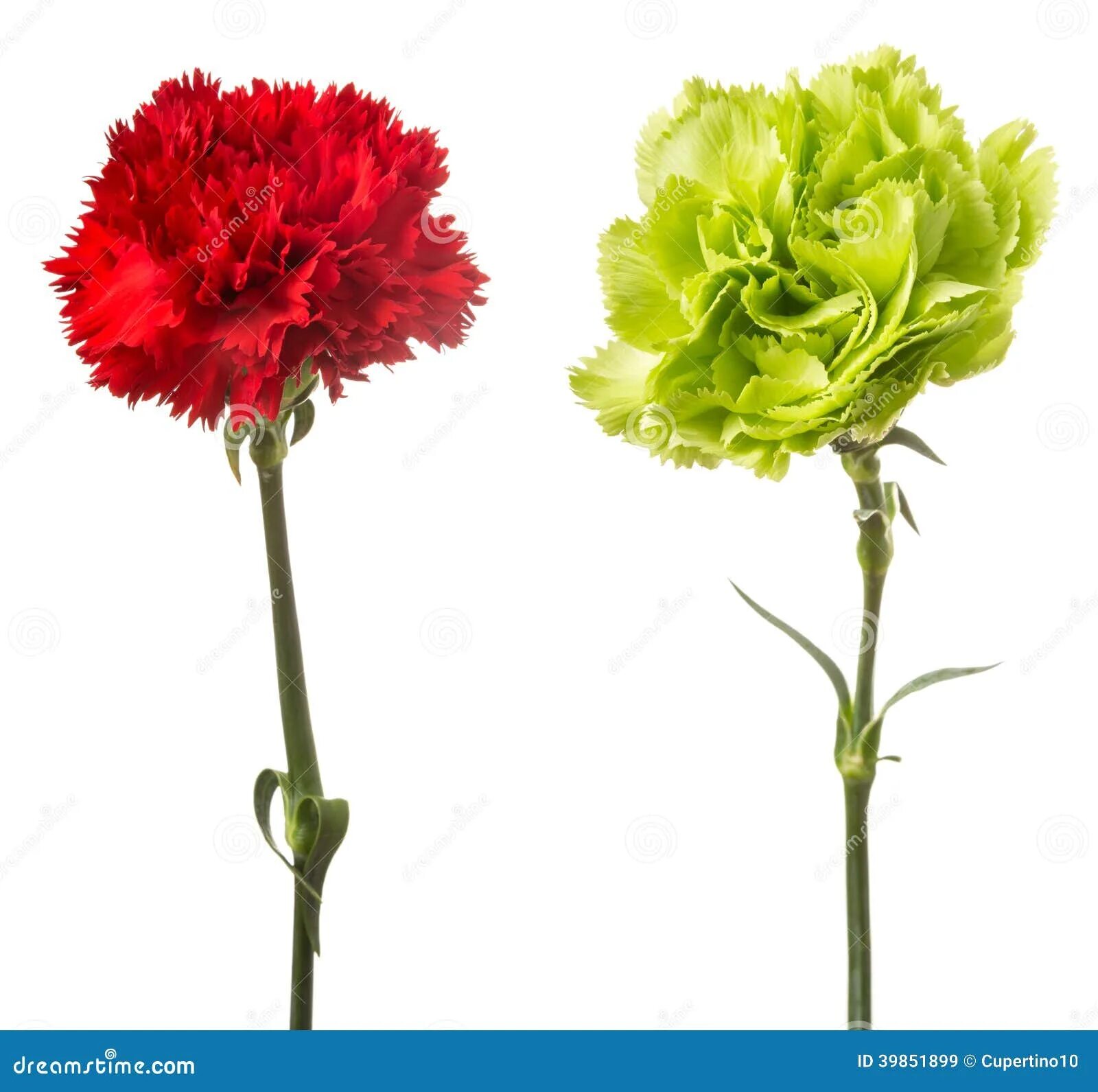 Диантус гвоздика цветок. Гвоздика одноголовая. Гвоздика 3 бутона. Какой лист у гвоздики. Гвоздика hanoi.