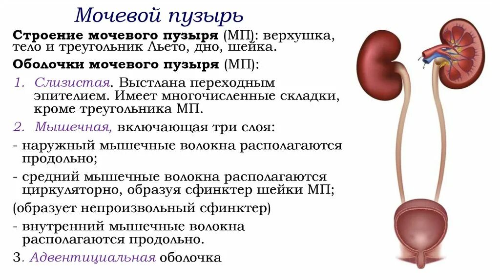 Мочевой пузырь строение и функции. Строение мочевого пузыря кратко. Мочевой пузырь строение оболочки. Строение мочевого пузыря дно. Строение мочевого пузыря верхушка.