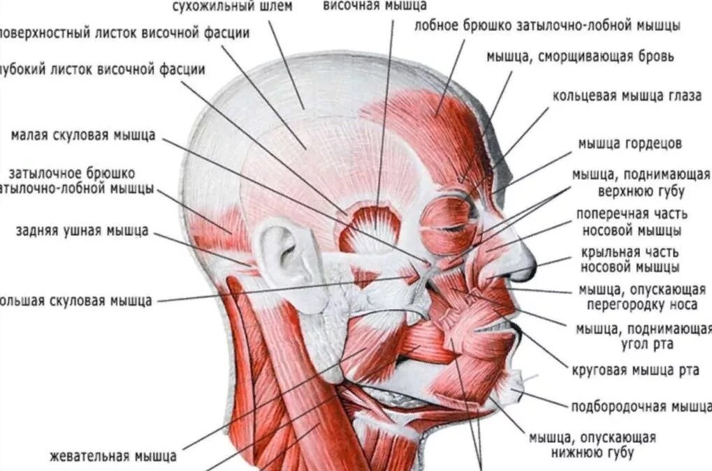 Мышечная система головы