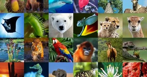 Much species