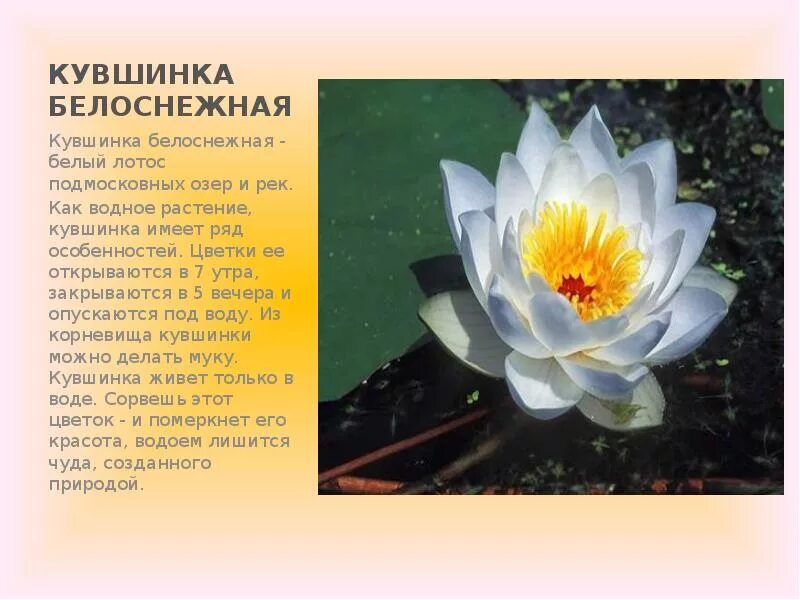 Общий план о растении из красной книги: найдено 87 изображений