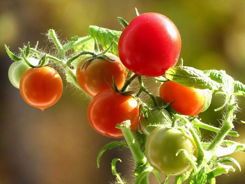 Суперранние томаты томат. Томат ранние сибиряки. Томат зазимок. Томат люсенька