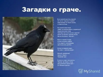 Слова песни грачи